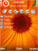 Beautiful Orange Sunflower Theme + Free Digital Timer Screensaver