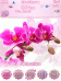 Blackberry Flip ZEN Theme: Orchid