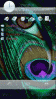 Peacock Eye