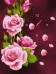 Pink rose flash