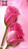 Pink Rose