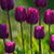 Purple Tulips Live Wallpaper