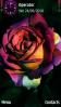 Rainbow Rose