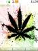 Rasta