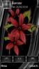 Red Flowers