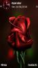 Single Red Rose