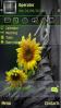 Sunflower Hd