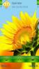 Sunny-Sunflower