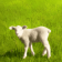 Baby Lamb - 5547