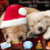 Christmas Puppies Theme For Blackberry