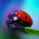 Ladybug - 5585