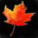 Fall Theme for BlackBerry Bold 9000