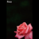 Rosy (ebook)