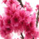 Cherry Blossom 2 with custom icons (for BlackBerry Bold os6)