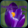 Purple Crocus Spring Theme