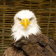 Eagle_livewallpaper
