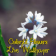 Flowers1livewallpaper