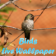 Hummingbirdlw