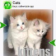Kittens (Keys) for webkit
