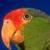 Transclick Parrot