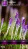 Tulips By Anjana Hd