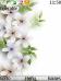 White Flowers