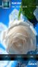 White Rose