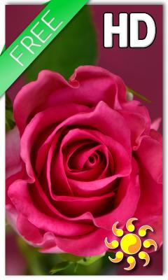 Rose Love Live Wallpaper
