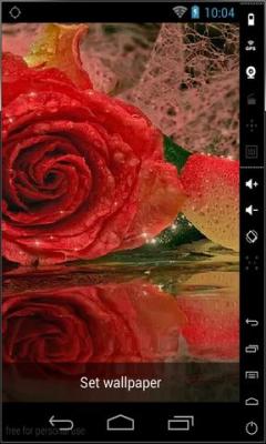 Shiny Red Rose LWP