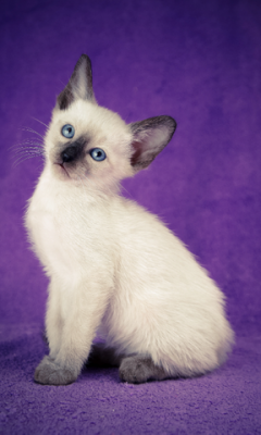 Siamese Kitten Live Wallpaper