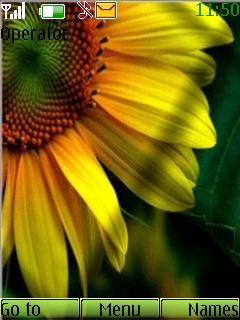 Sun Flower