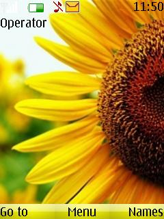 Sunflower