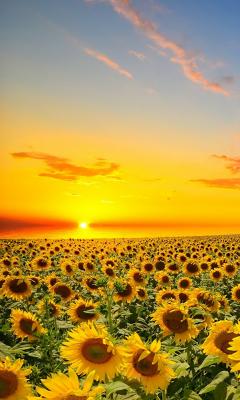 Sunflowers Field Live Wallpaper