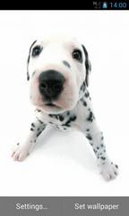 Talky Puppy Live Wallpapers