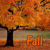 Fall