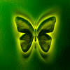 Butterfly - 5631