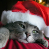 Kitty Xmas