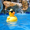 Pool Party (for BlackBerry Bold os5)