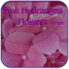 Pink Hydrangea Flowers