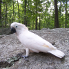 White Parrot lw