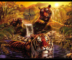 tigers 4