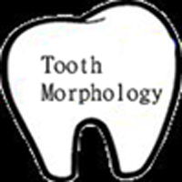 Tooth Morphology
