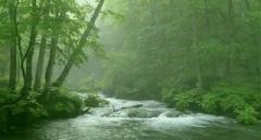 Tranquil Forest Live Wallpaper