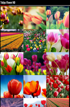 Tulips Flower Wallpapers