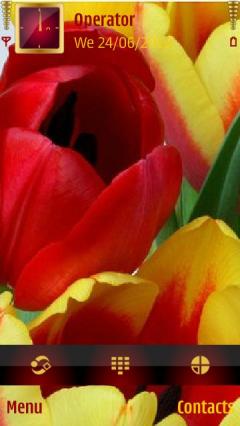 Tulips