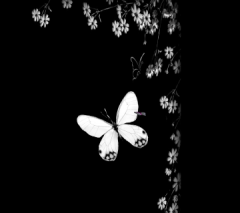 White & Black Butterflies