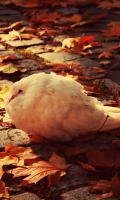 White Dove Autumn Live Wallpaper