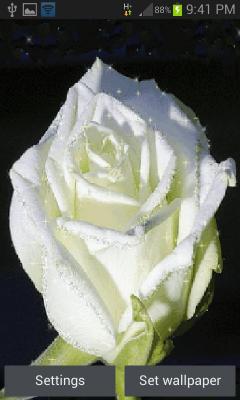 White Flower Shine LWP
