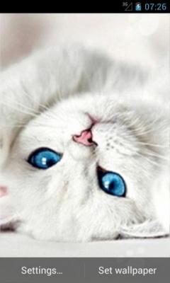 White Kitty Live Wallpapers