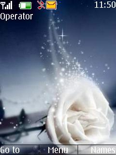 White Rose